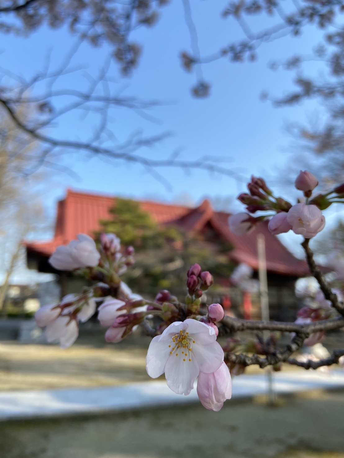 桜切る馬鹿　梅切らぬ馬鹿