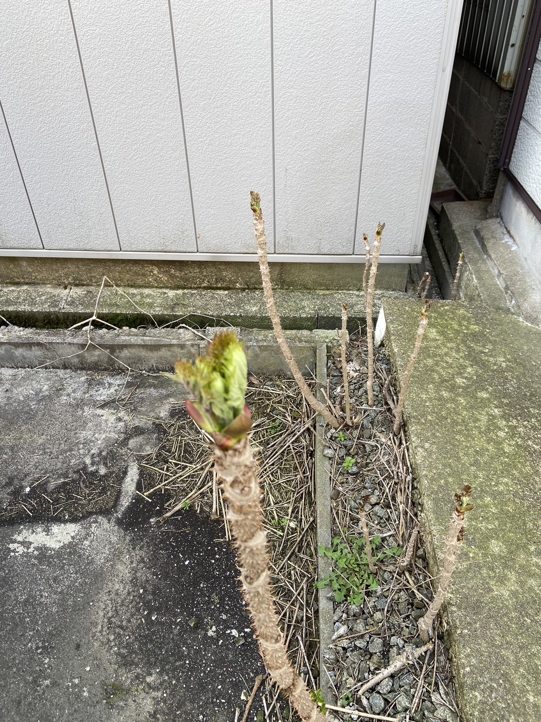 採って食べられるキモ　食べられないキモ