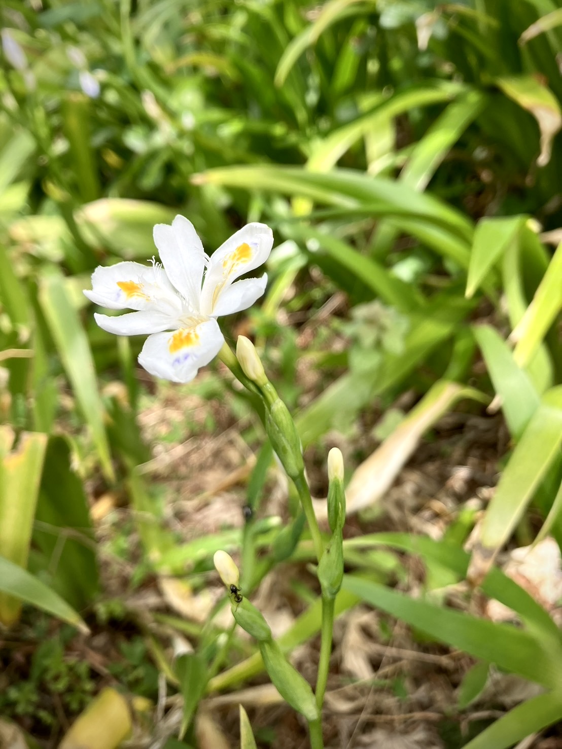 花咲き誇る季節ですね