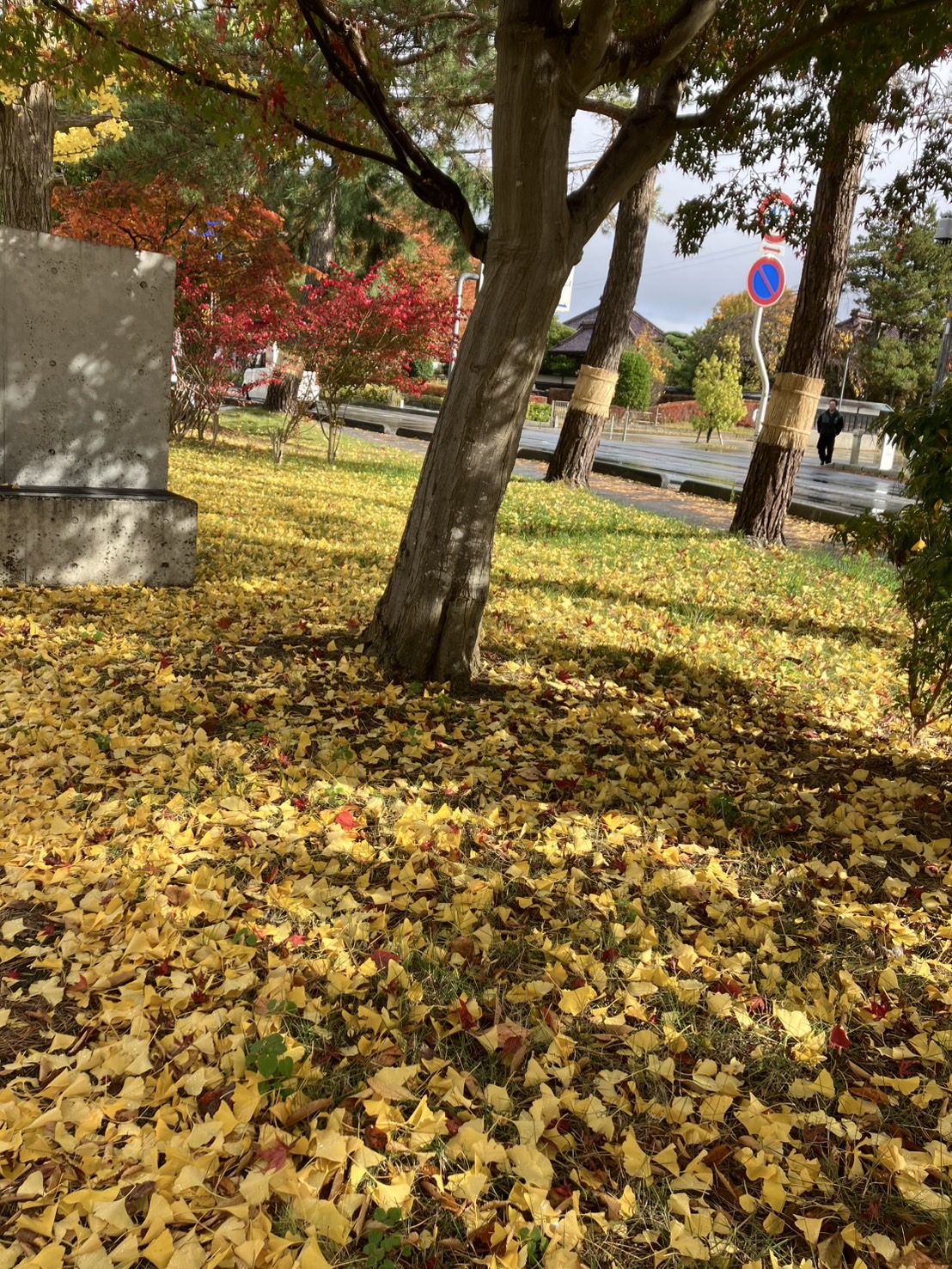冬へ向かう途中で見つけた、黄金色の景色🍁
