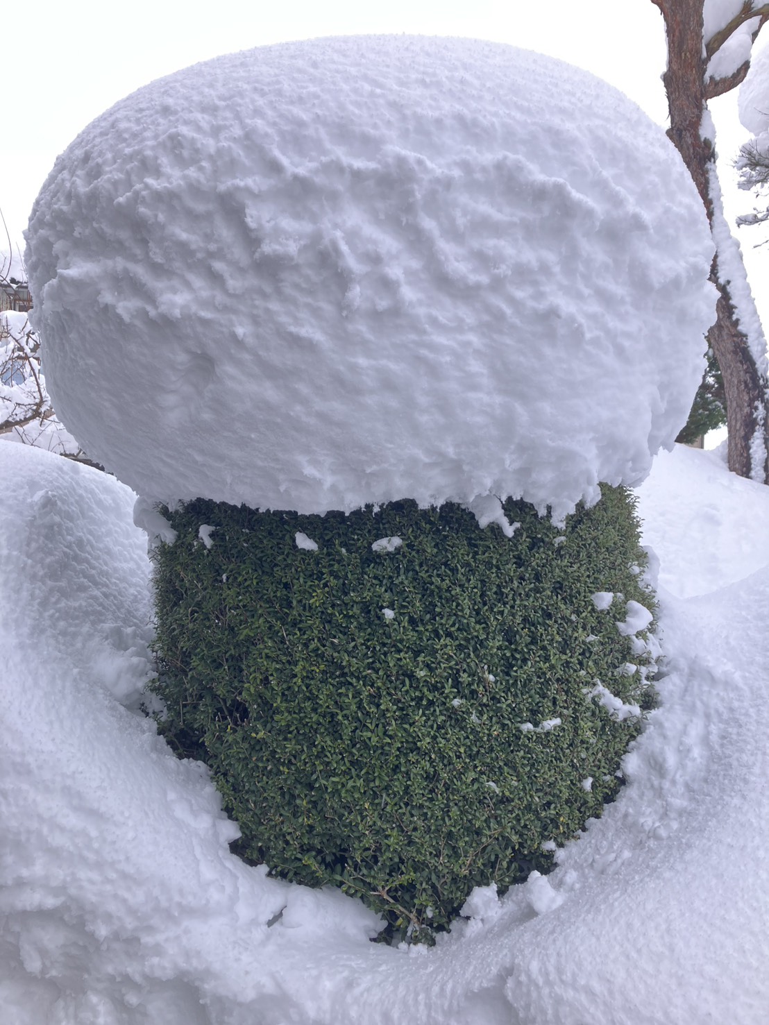 きのこヘアからの
