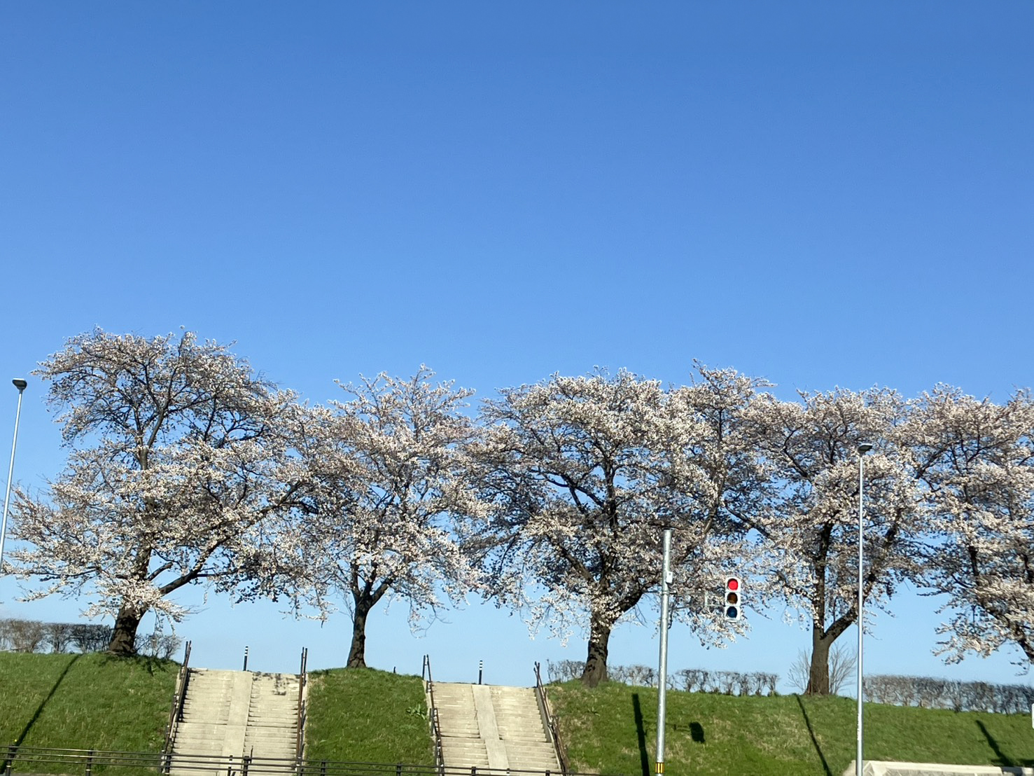 🌸春が来た‼️🌸