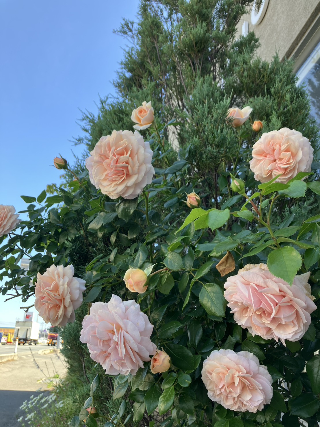 初夏を彩る花たち🌹✨